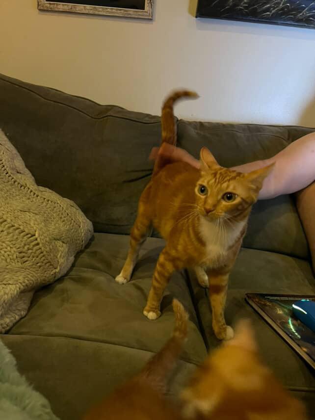 Enlarge Hazel, a Adoptable Domestic Short Hair in Los Angeles, CA image 2/5