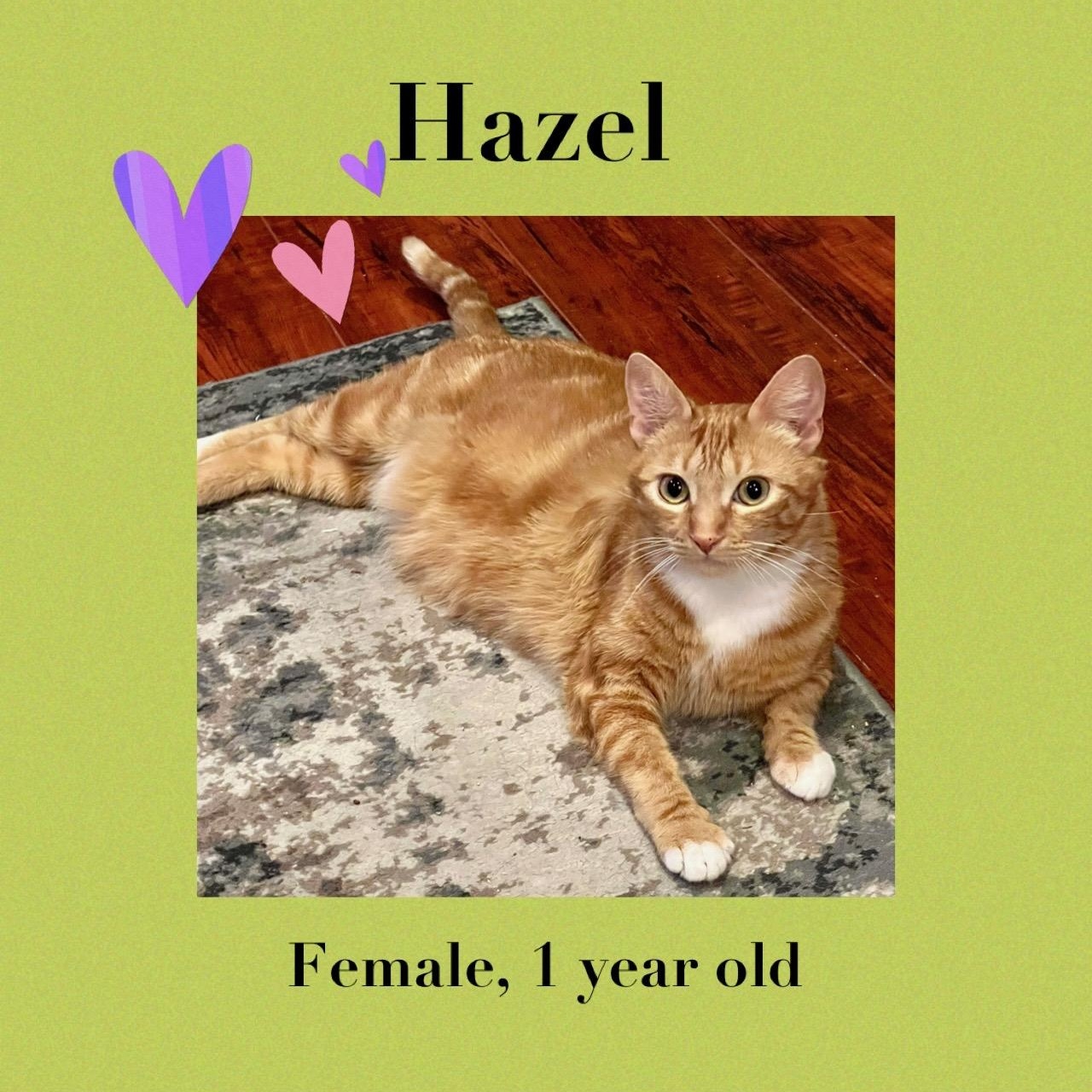 Enlarge Hazel, a Adoptable Domestic Short Hair in Los Angeles, CA image 1/5