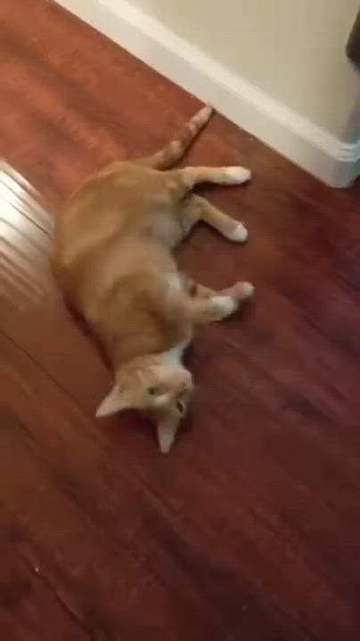 Enlarge Hazel, a Adoptable Domestic Short Hair in Los Angeles, CA video 4/5