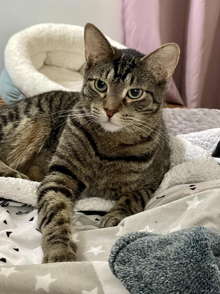 Enlarge Grey (bonded pair with Kimalu), a Adoptable Tabby in Chicago, IL image 1/6