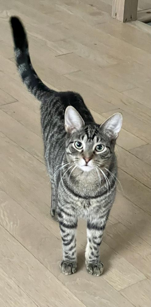 Enlarge Grey (bonded pair with Kimalu), a Adoptable Tabby in Chicago, IL image 2/6