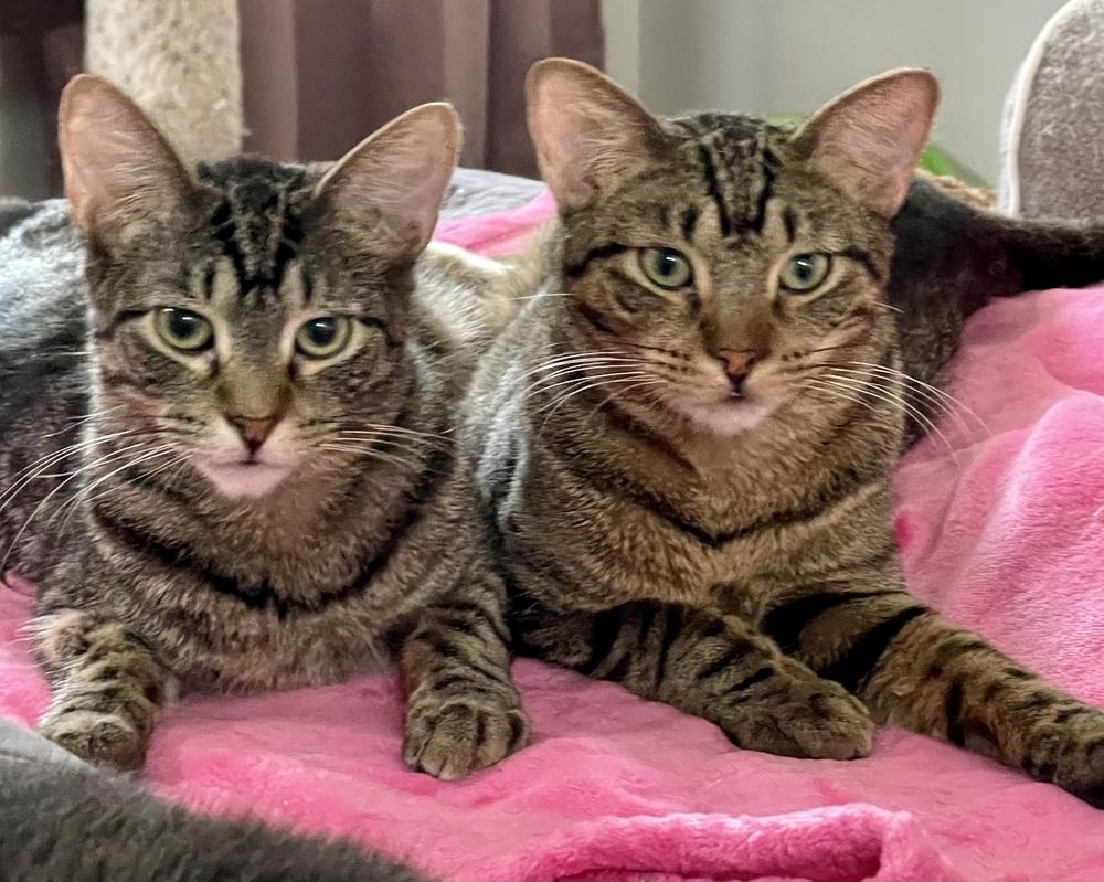 Enlarge Grey (bonded pair with Kimalu), a Adoptable Tabby in Chicago, IL image 3/6