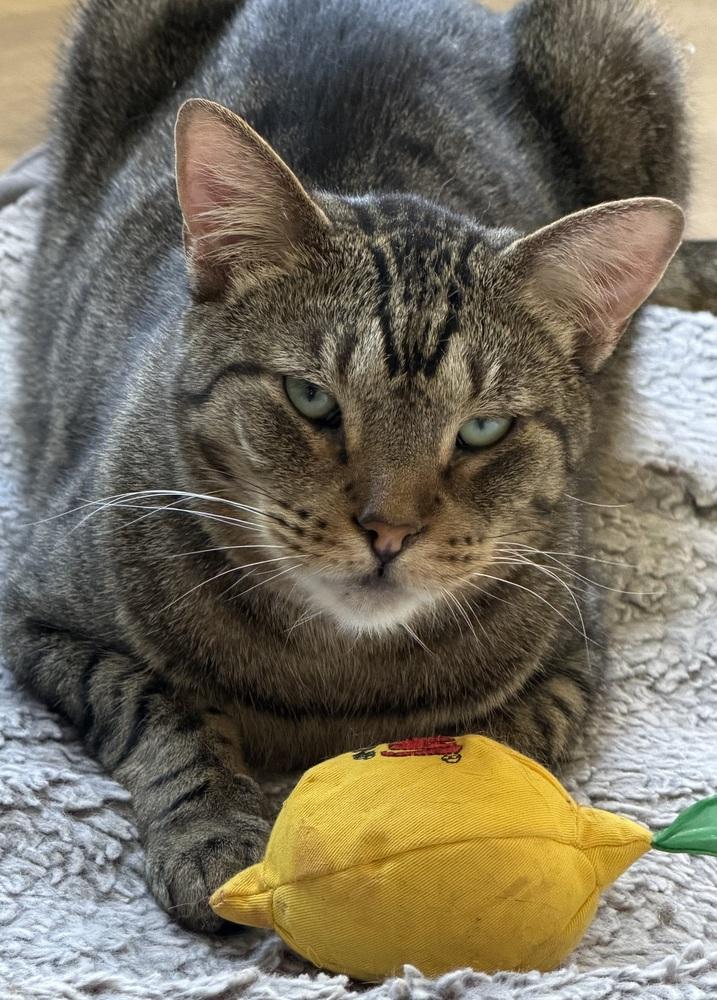 Enlarge Grey (bonded pair with Kimalu), a Adoptable Tabby in Chicago, IL image 3/6