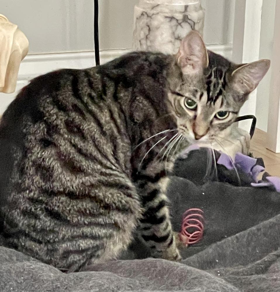 Grey (bonded pair with Kimalu), Adoptable, Young Male Tabby.