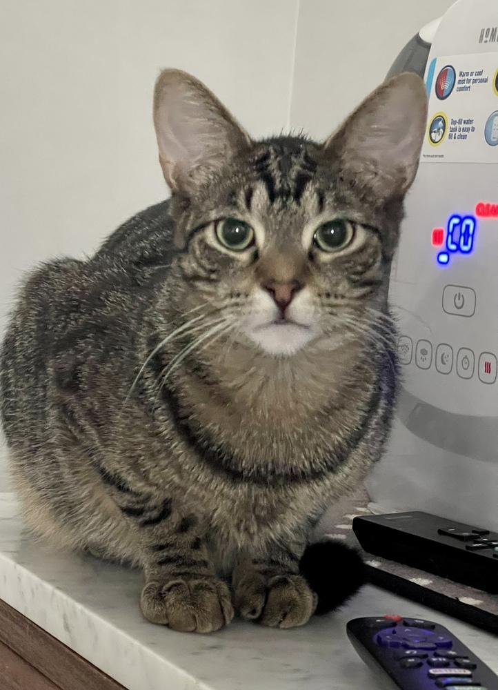 Enlarge Grey (bonded pair with Kimalu), a Adoptable Tabby in Chicago, IL image 5/6