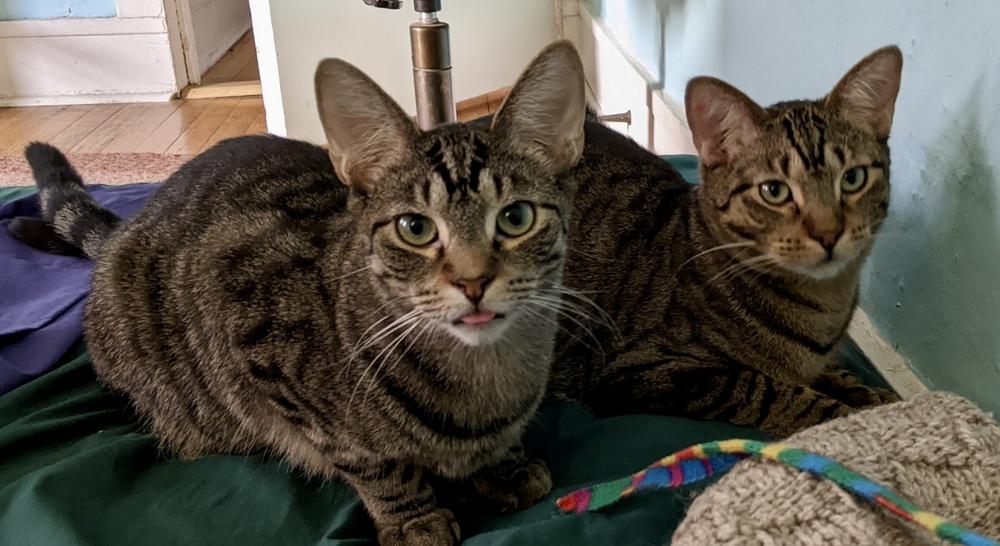Enlarge Grey (bonded pair with Kimalu), a Adoptable Tabby in Chicago, IL image 6/6