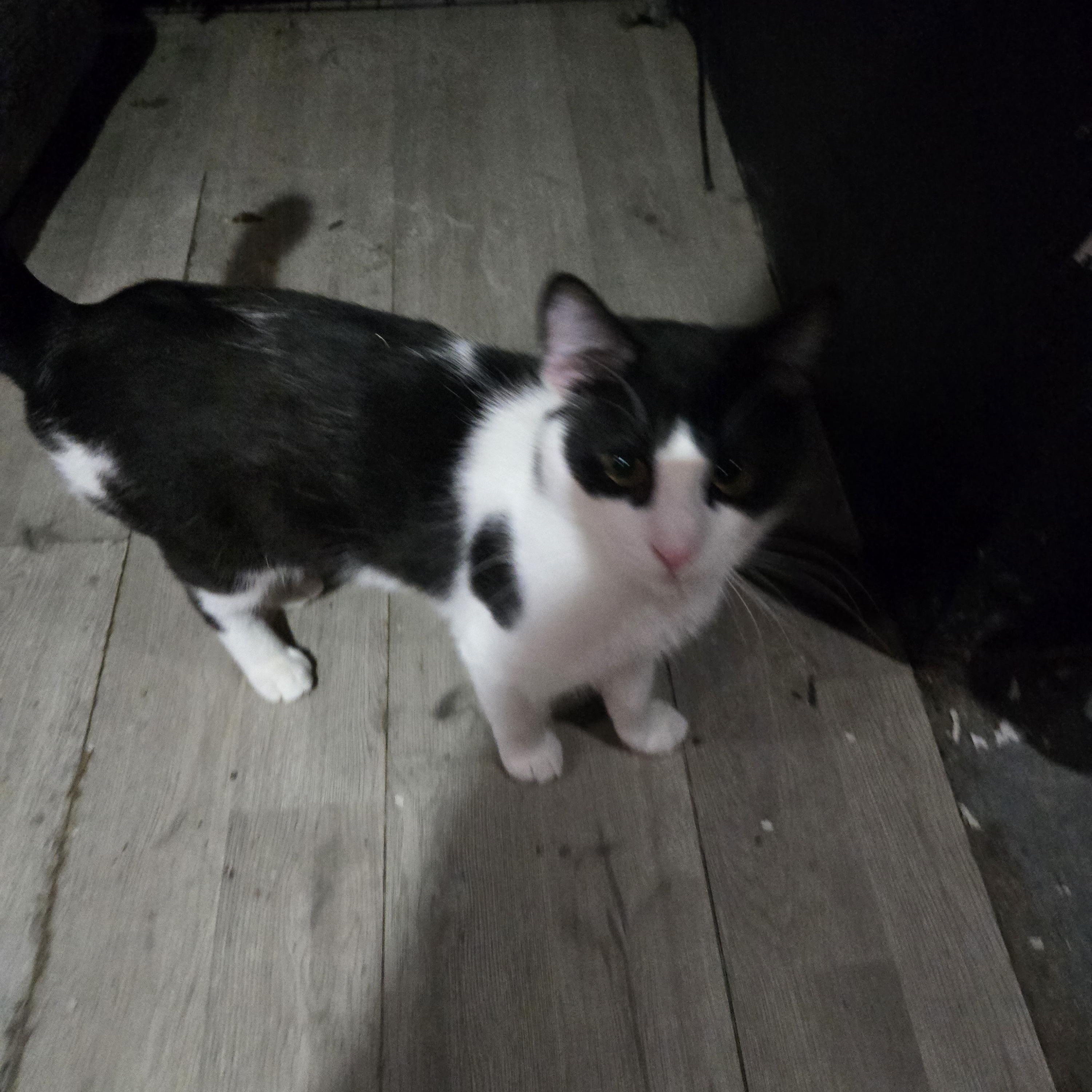 Enlarge Dominoe, an adopted American Shorthair in Toledo, OH image 1/1