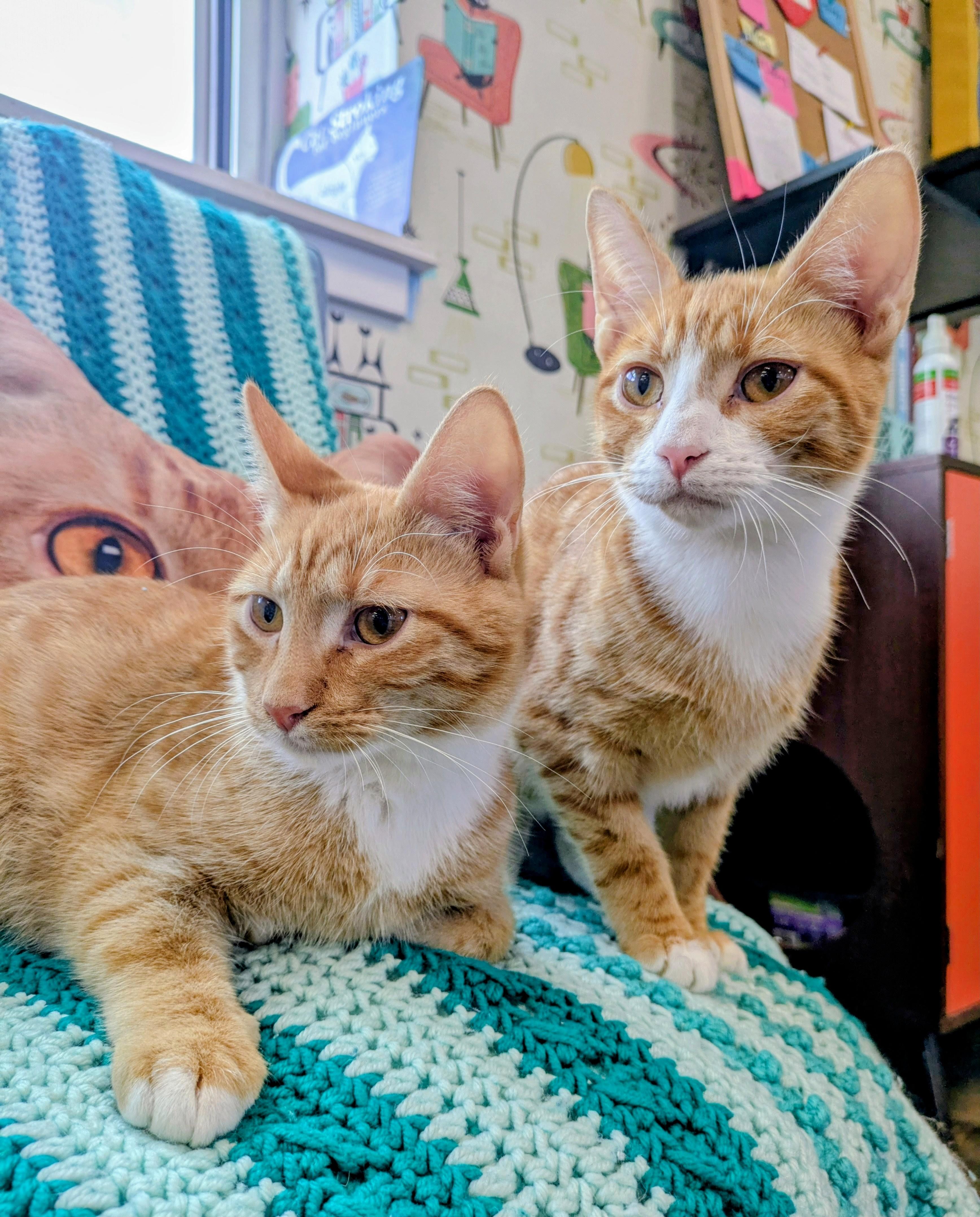 Gobber & Tuffnut