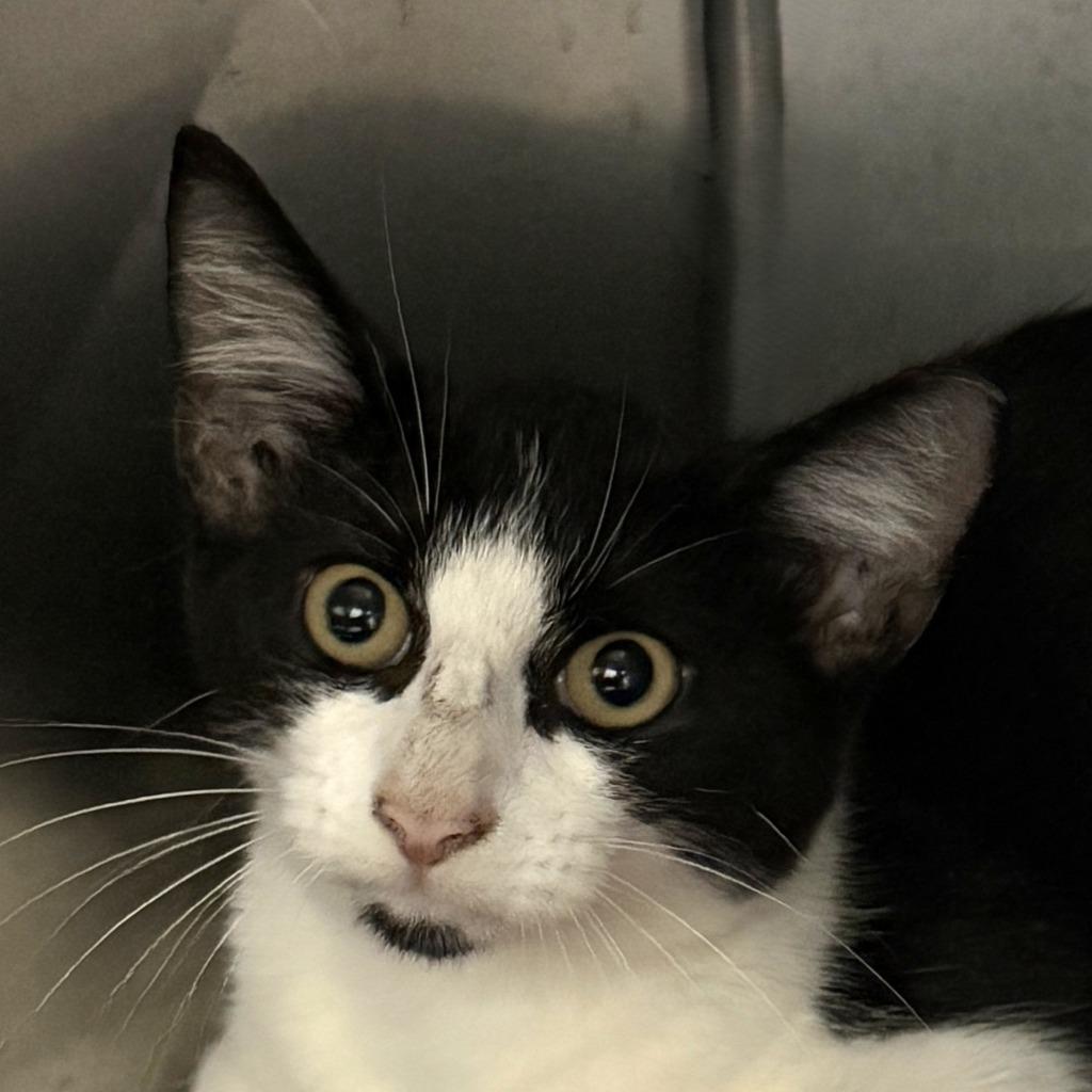 Eva, Adoptable, Kitten Female Domestic Medium Hair.