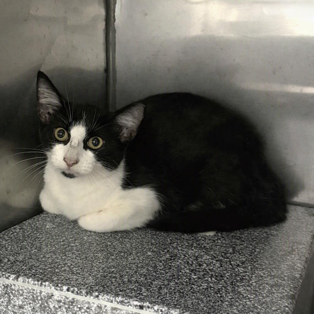 Enlarge Eva, a Adoptable mixed breed in Brenham, TX image 5/5