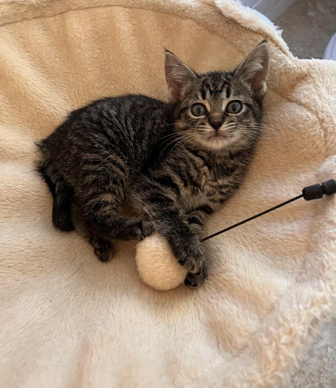 Katya, Adoptable, Kitten Female Domestic Short Hair.