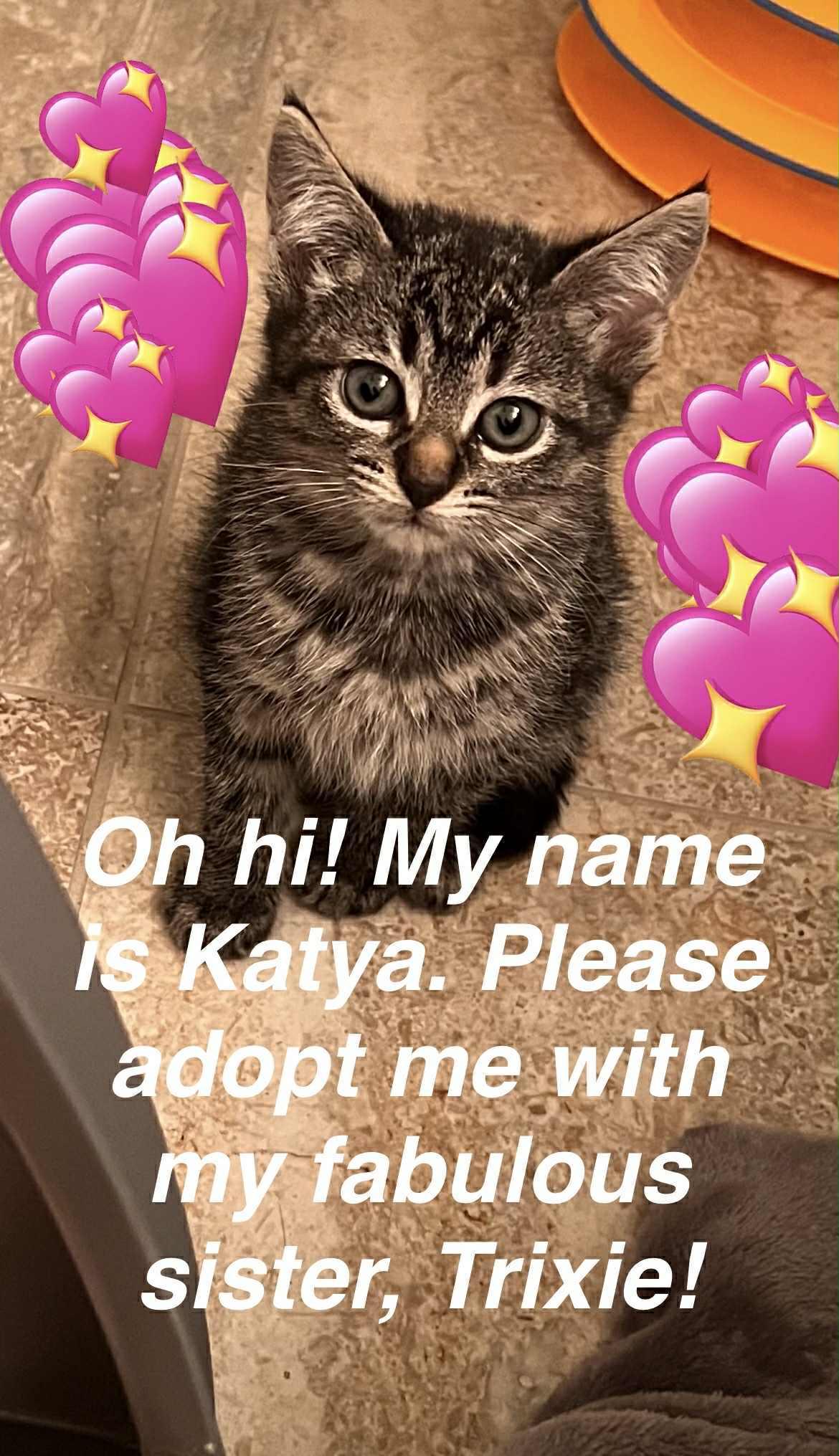 Katya, a Adoptable Domestic Short Hair in South Orange, NJ image 1/3