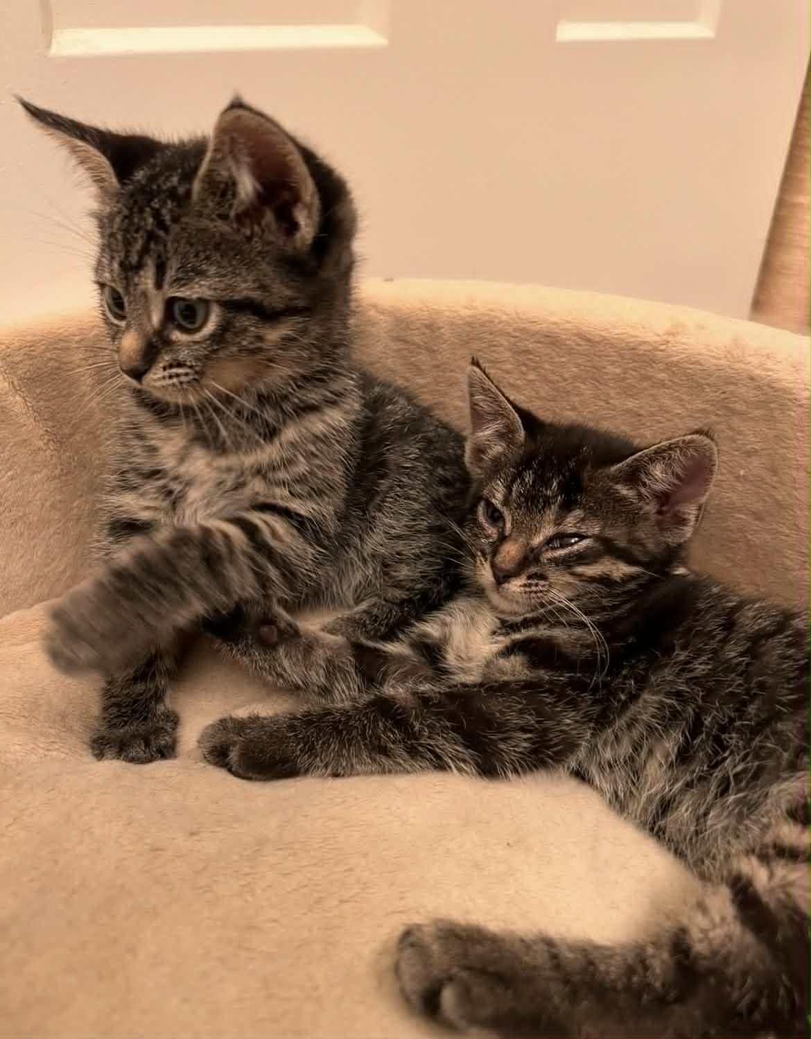 Katya, a Adoptable Domestic Short Hair in South Orange, NJ image 3/3