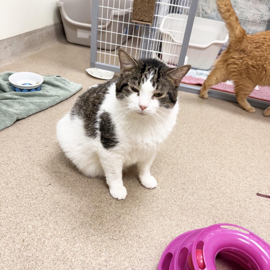 Enlarge Moon, a Adoptable Domestic Short Hair in Oshkosh, WI image 1/6