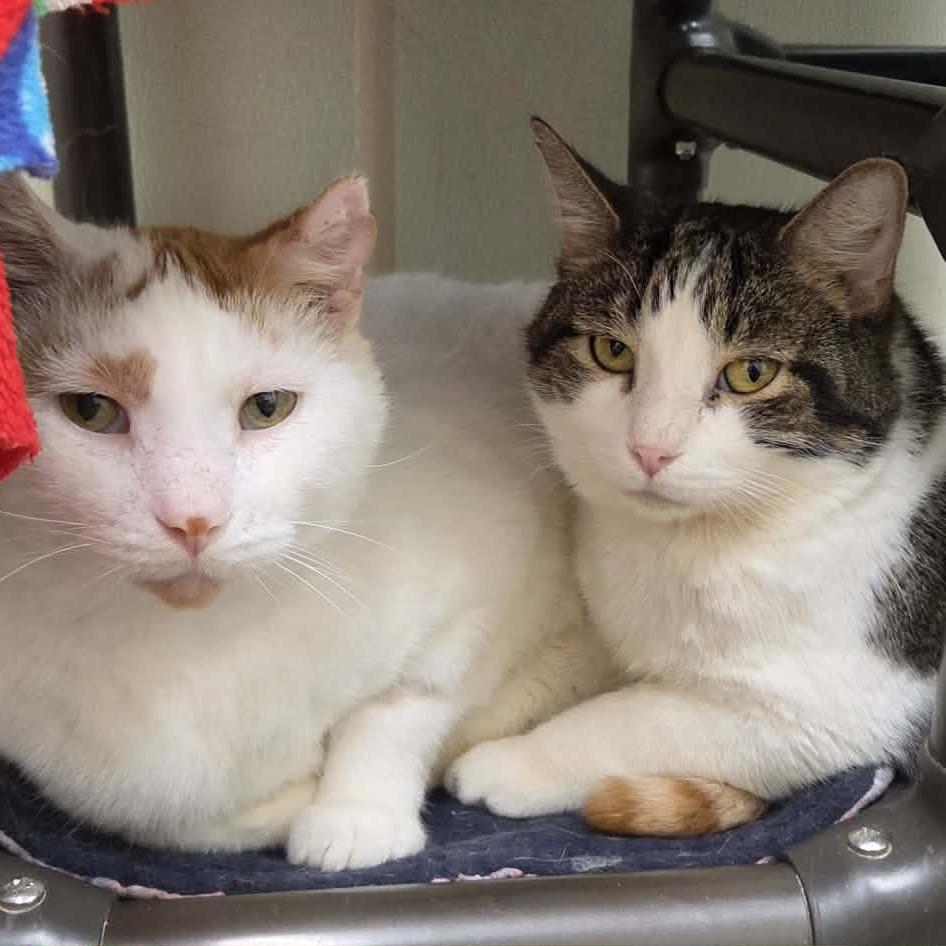 Enlarge Moon, a Adoptable Domestic Short Hair in Oshkosh, WI image 2/6