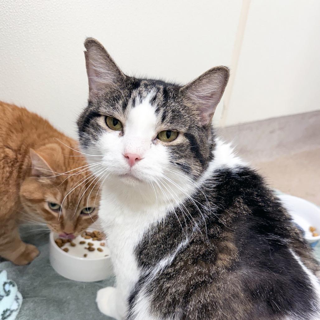 Enlarge Moon, a Adoptable Domestic Short Hair in Oshkosh, WI image 3/6