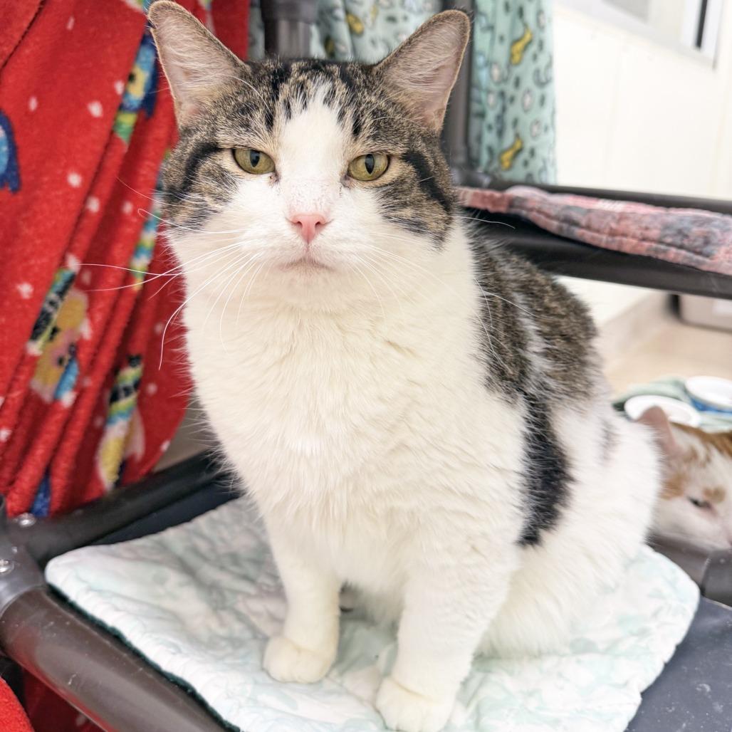 Enlarge Moon, a Adoptable Domestic Short Hair in Oshkosh, WI image 4/6