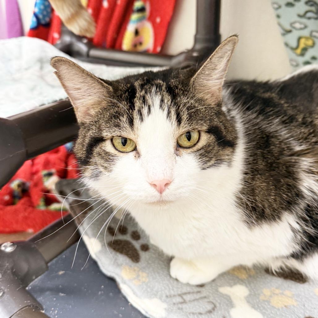 Enlarge Moon, a Adoptable Domestic Short Hair in Oshkosh, WI image 5/6
