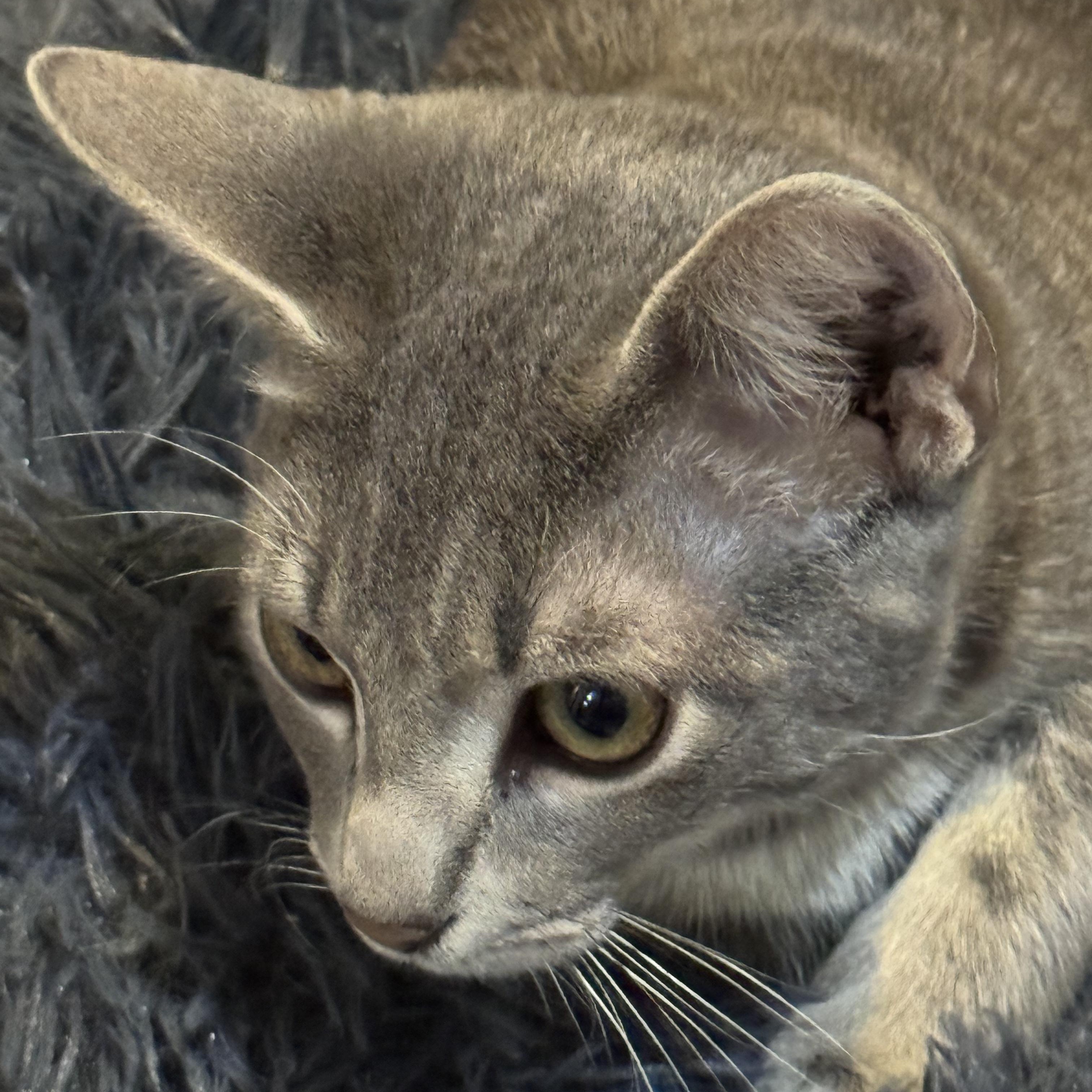 Enlarge Gibson, a ADOPTABLE Tabby in Boston, MA image 2/5