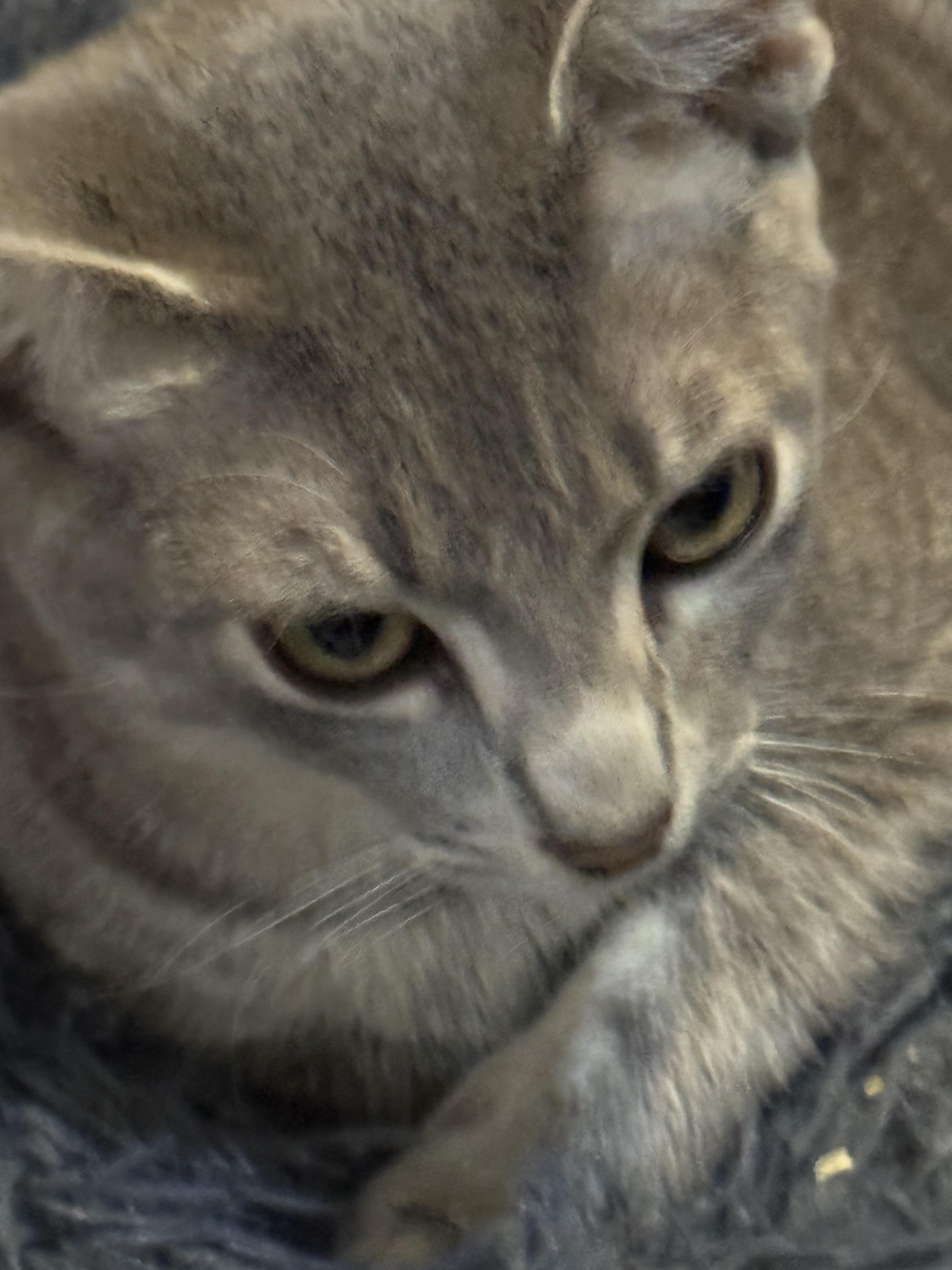 Enlarge Gibson, a ADOPTABLE Tabby in Boston, MA image 4/5