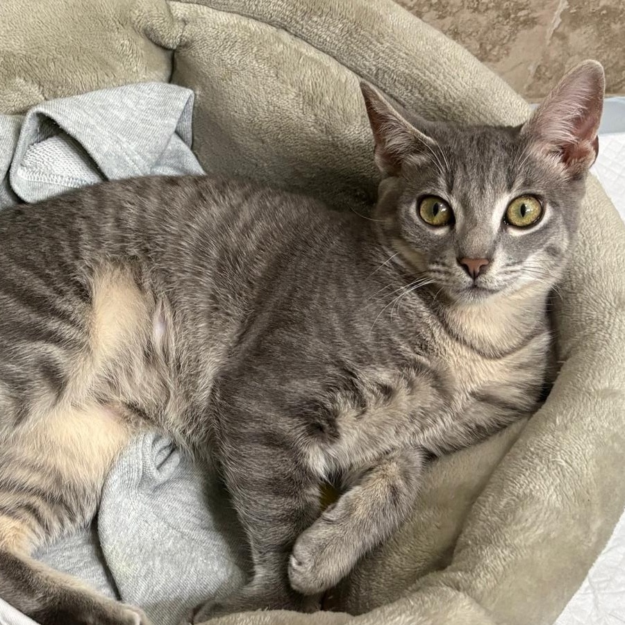 Enlarge Gibson, a ADOPTABLE Tabby in Boston, MA image 3/5