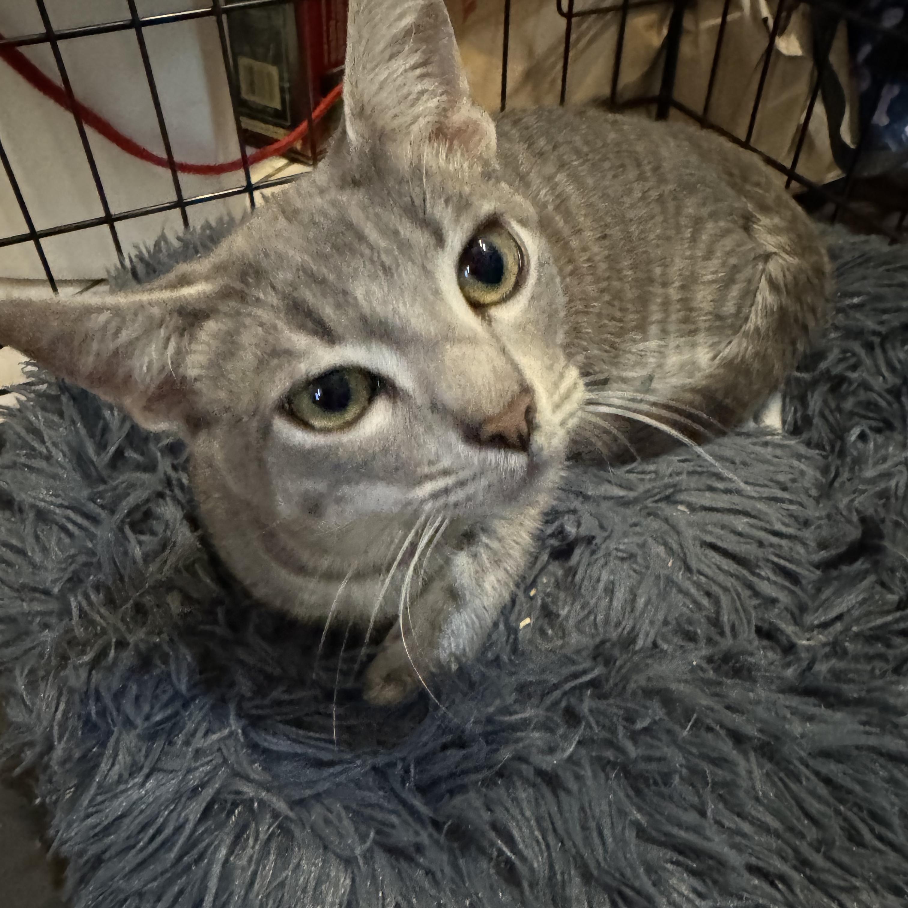 Enlarge Gibson, a ADOPTABLE Tabby in Boston, MA image 5/5