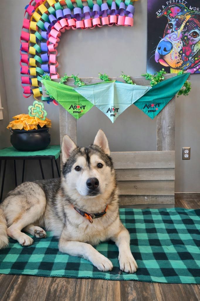 Enlarge Dash Yrly 26, a Adoptable Husky in Sidney, OH image 1/5