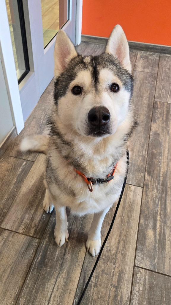 Enlarge Dash Yrly 26, a Adoptable Husky in Sidney, OH image 2/5