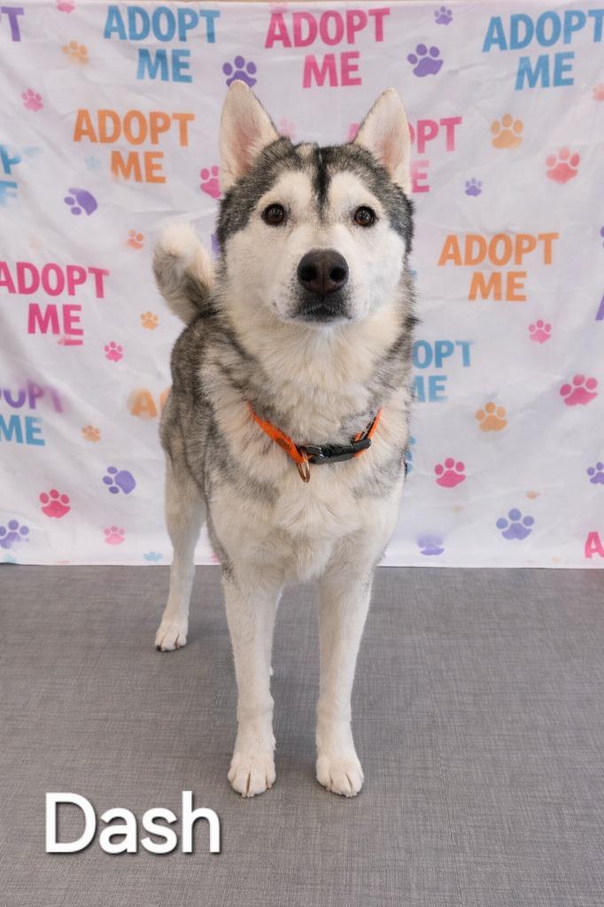 Enlarge Dash Yrly 26, a Adoptable Husky in Sidney, OH image 3/5