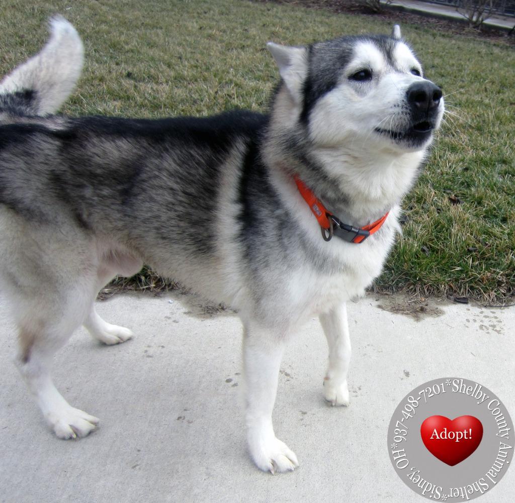 Enlarge Dash Yrly 26, a Adoptable Husky in Sidney, OH image 4/5