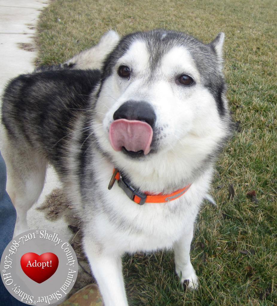 Enlarge Dash Yrly 26, a Adoptable Husky in Sidney, OH image 5/5