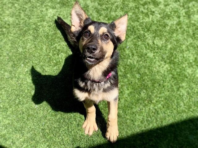 CARLA, Adoptable, Young Female German Shepherd Dog & Mixed Breed.