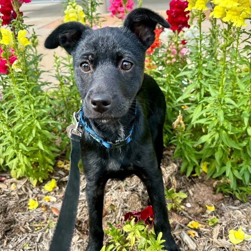 Dog for adoption Wendy Burger Fast Food, a Chihuahua Mix in Brattleboro, VT Petfinder
