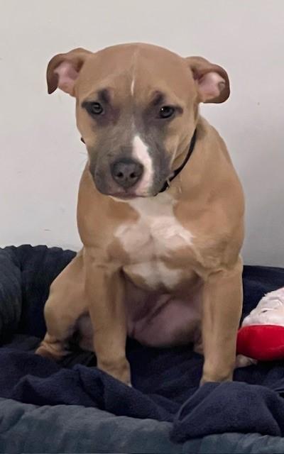 Enlarge Simone, a Adoptable Pit Bull Terrier in Parma Heights, OH image 1/1