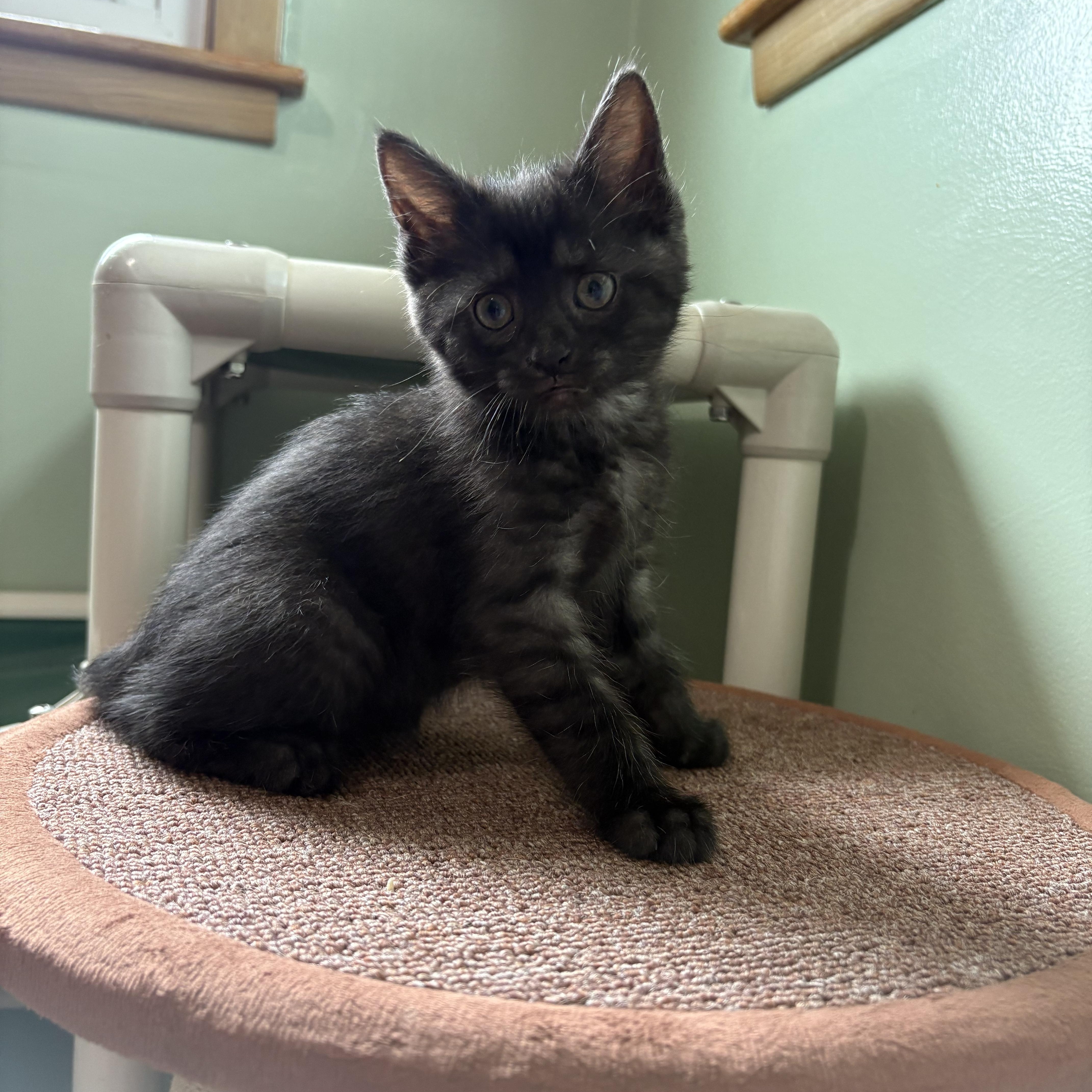 Voodoo, adopted, Kitten Female Domestic Short Hair.