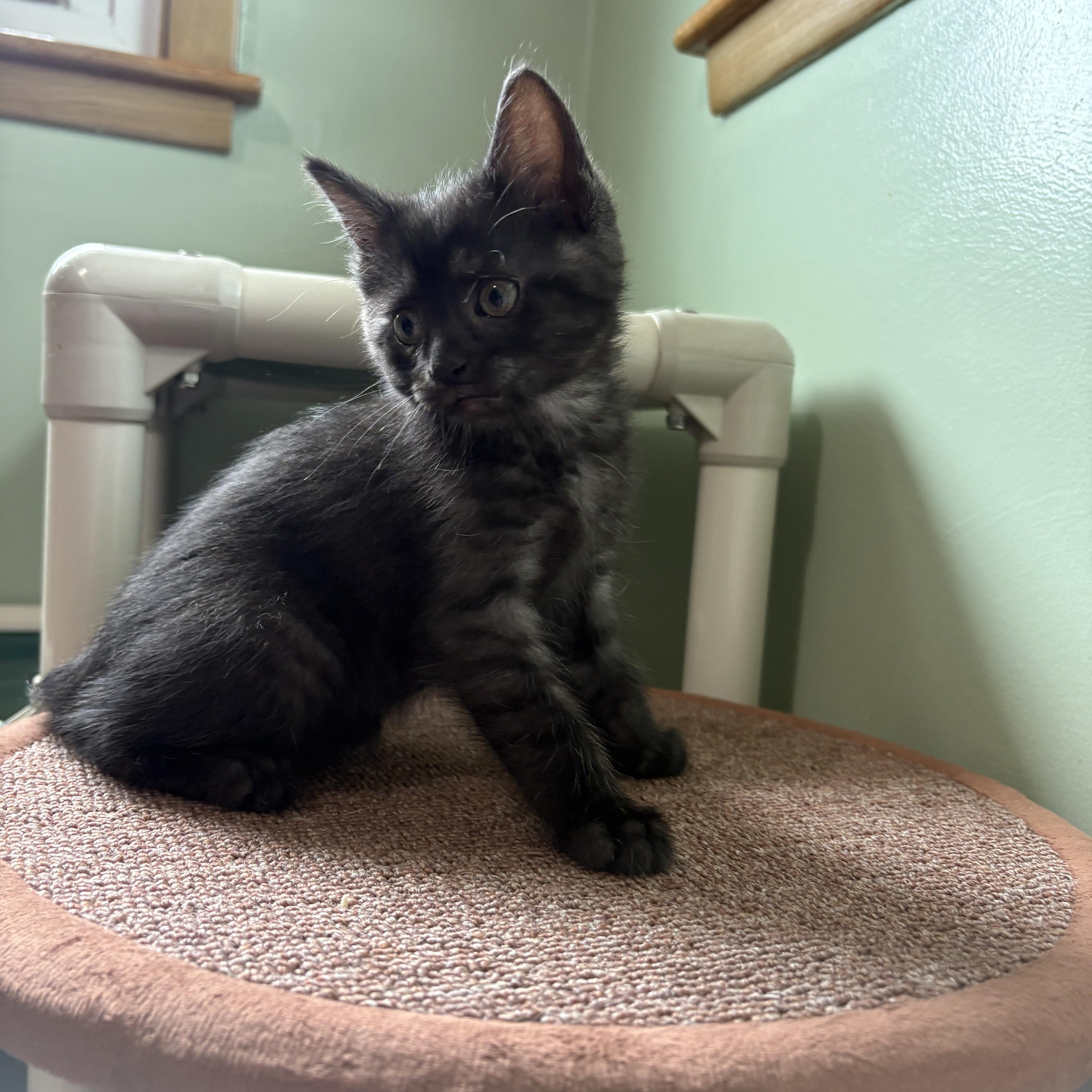 Voodoo, an adopted Domestic Short Hair in Geneseo, IL image 2/2