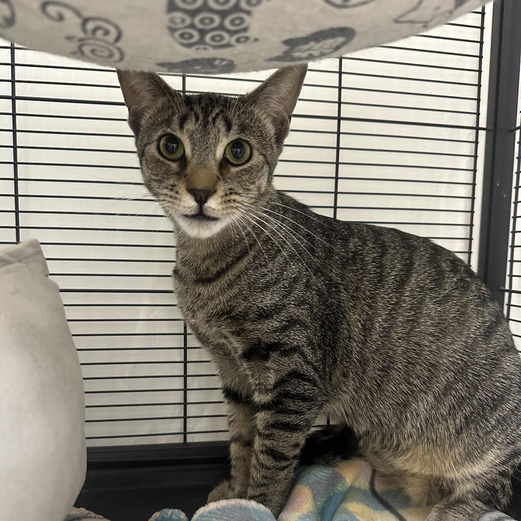 Aveeno, Adoptable, Young Female Domestic Short Hair.