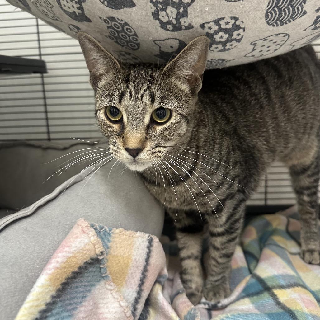 Enlarge Aveeno, a Adoptable Domestic Short Hair in Mount Laurel, NJ image 2/3