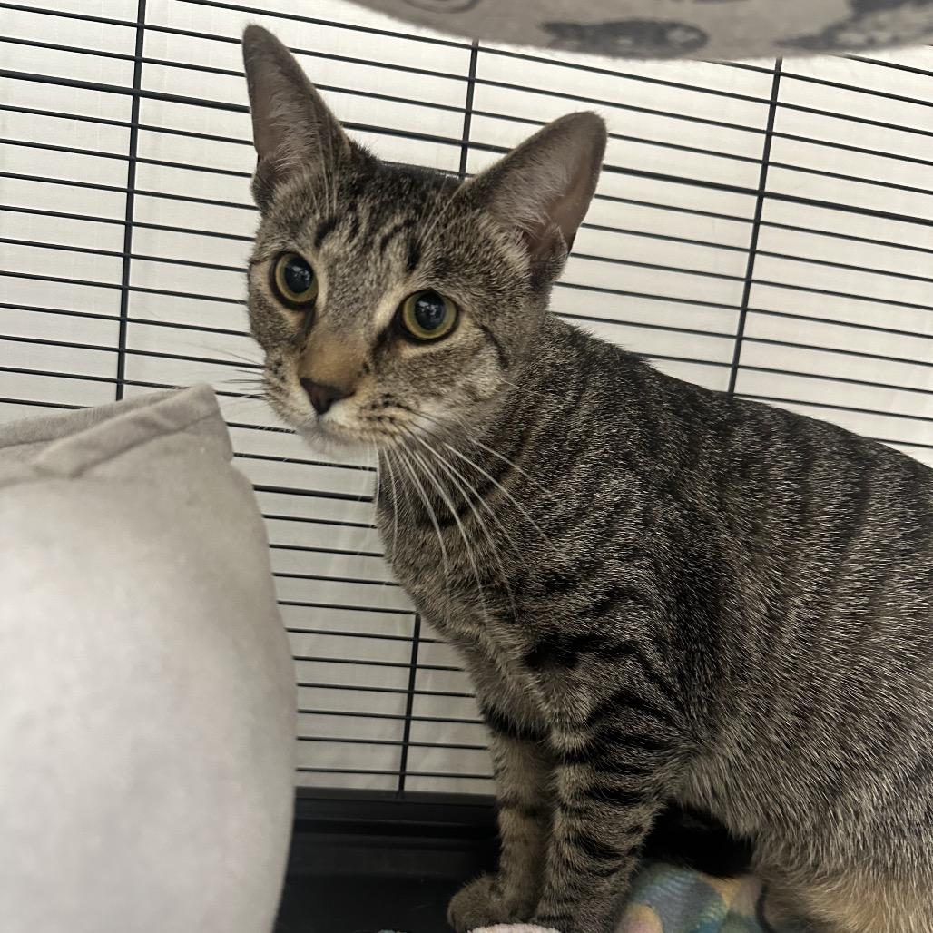 Enlarge Aveeno, a Adoptable Domestic Short Hair in Mount Laurel, NJ image 3/3
