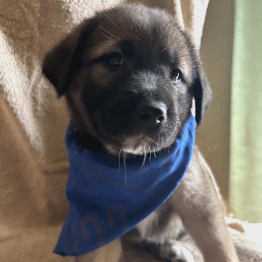 Buddy Bean — thumbnail 2