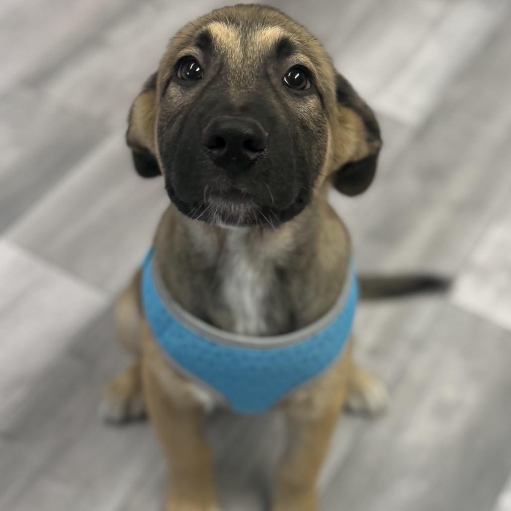 Buddy Bean — thumbnail 3