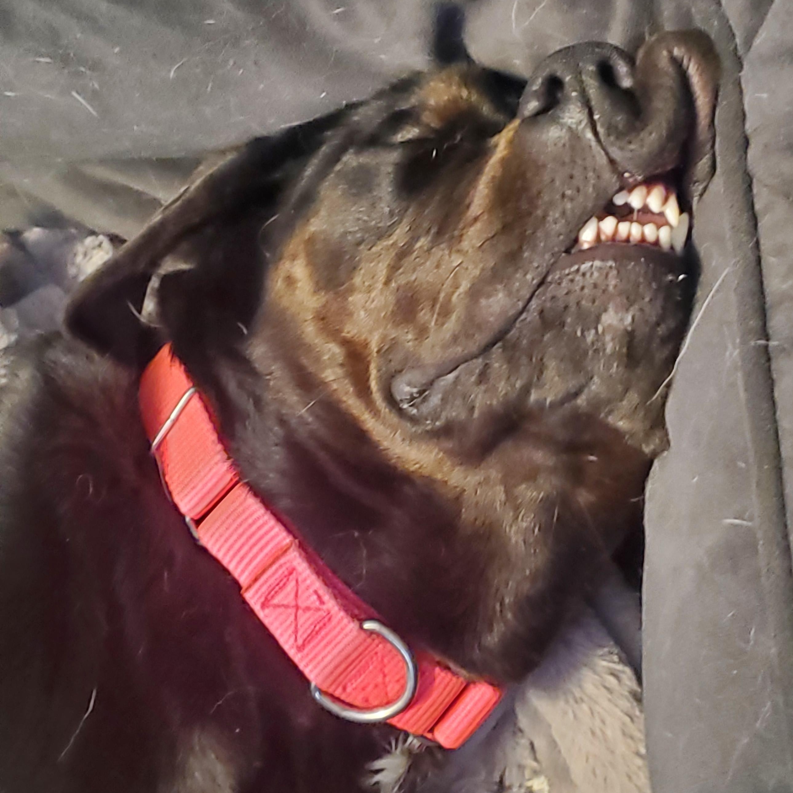 Indie, a Adoptable mixed breed in Medina, OH image 6/6