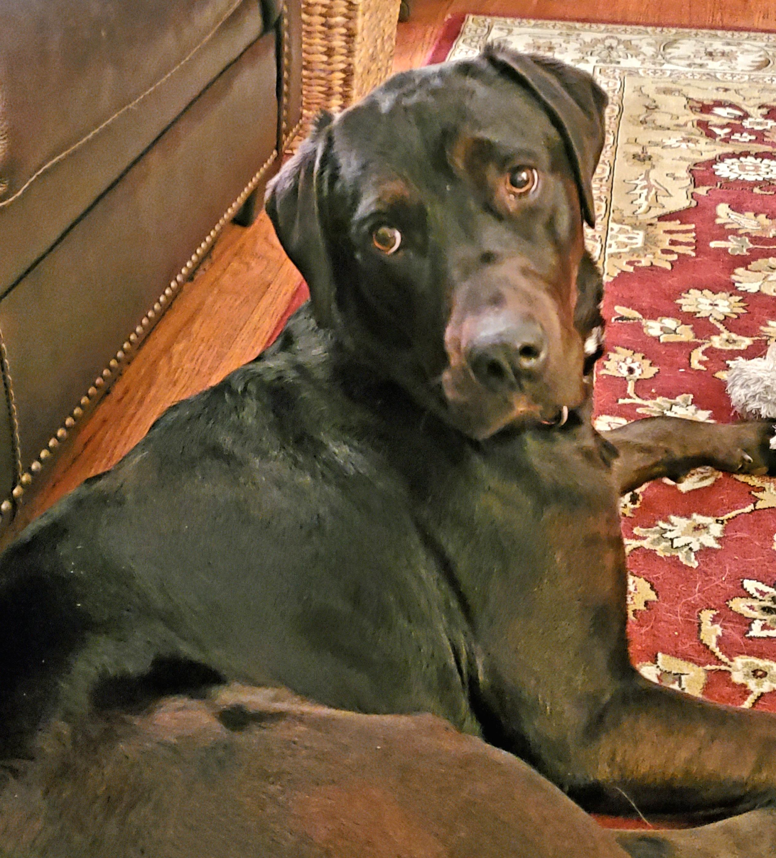 Indie, a Adoptable mixed breed in Medina, OH image 2/6