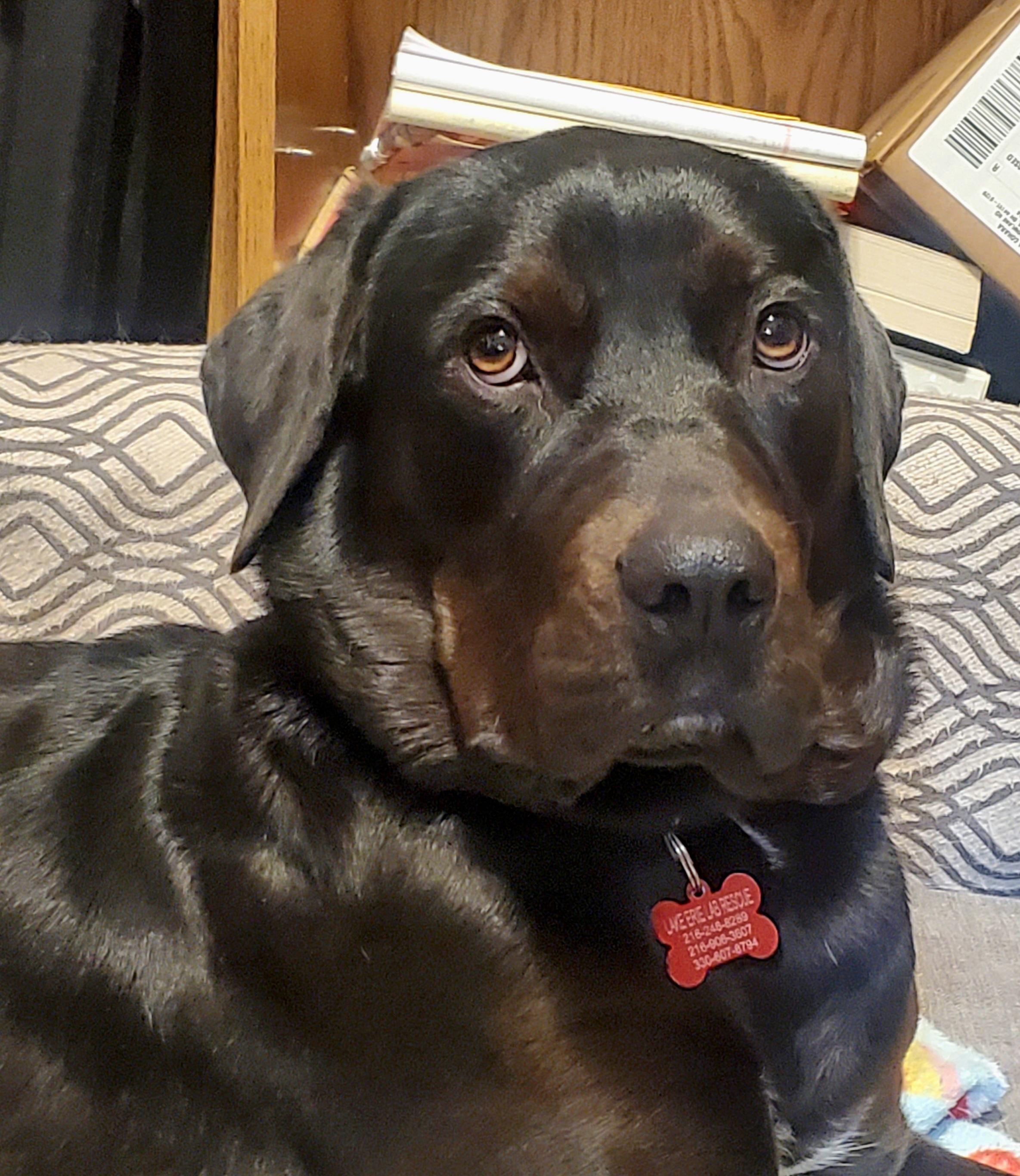 Indie, a Adoptable mixed breed in Medina, OH image 5/6