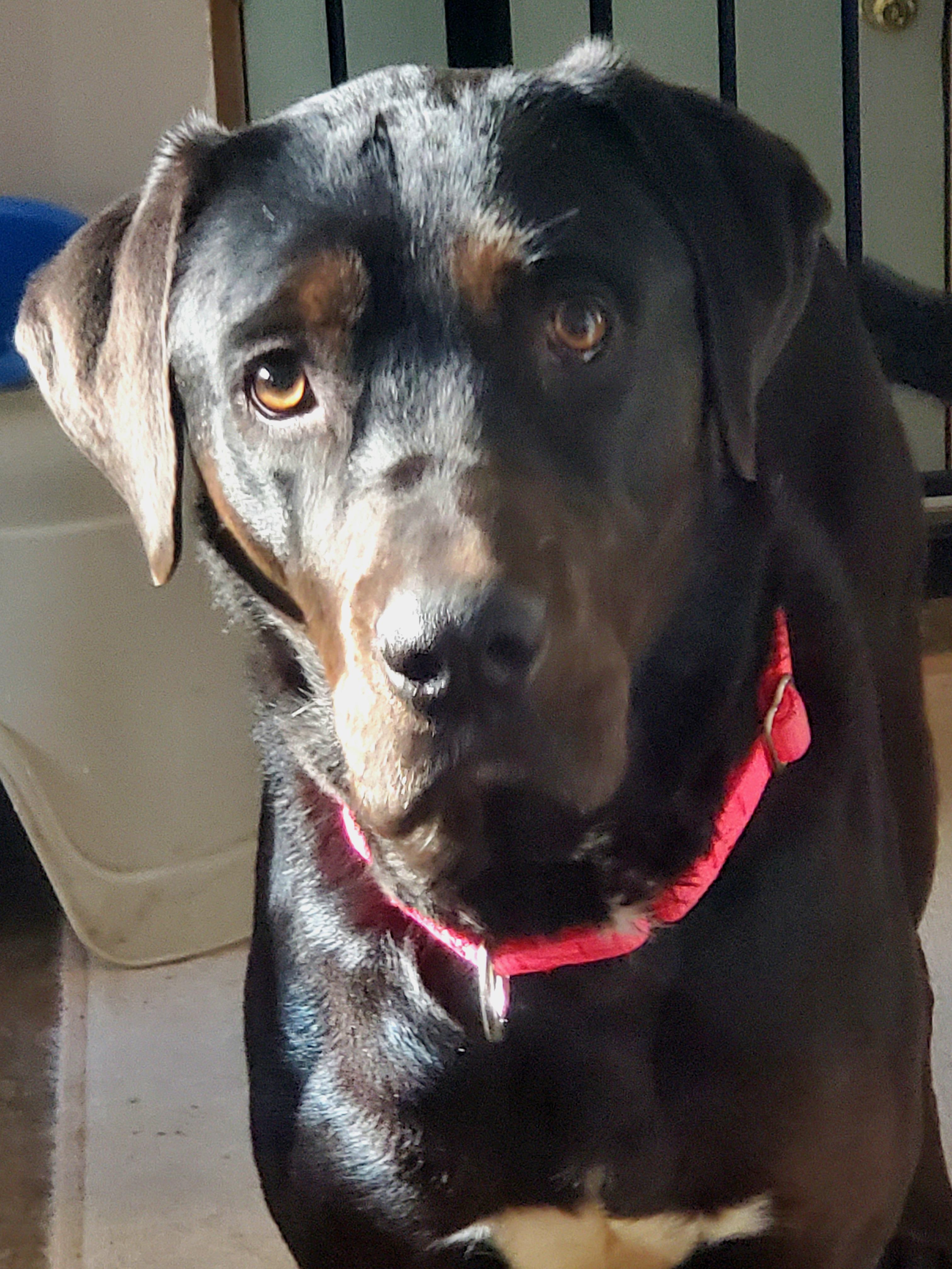 Indie, a Adoptable mixed breed in Medina, OH image 4/6