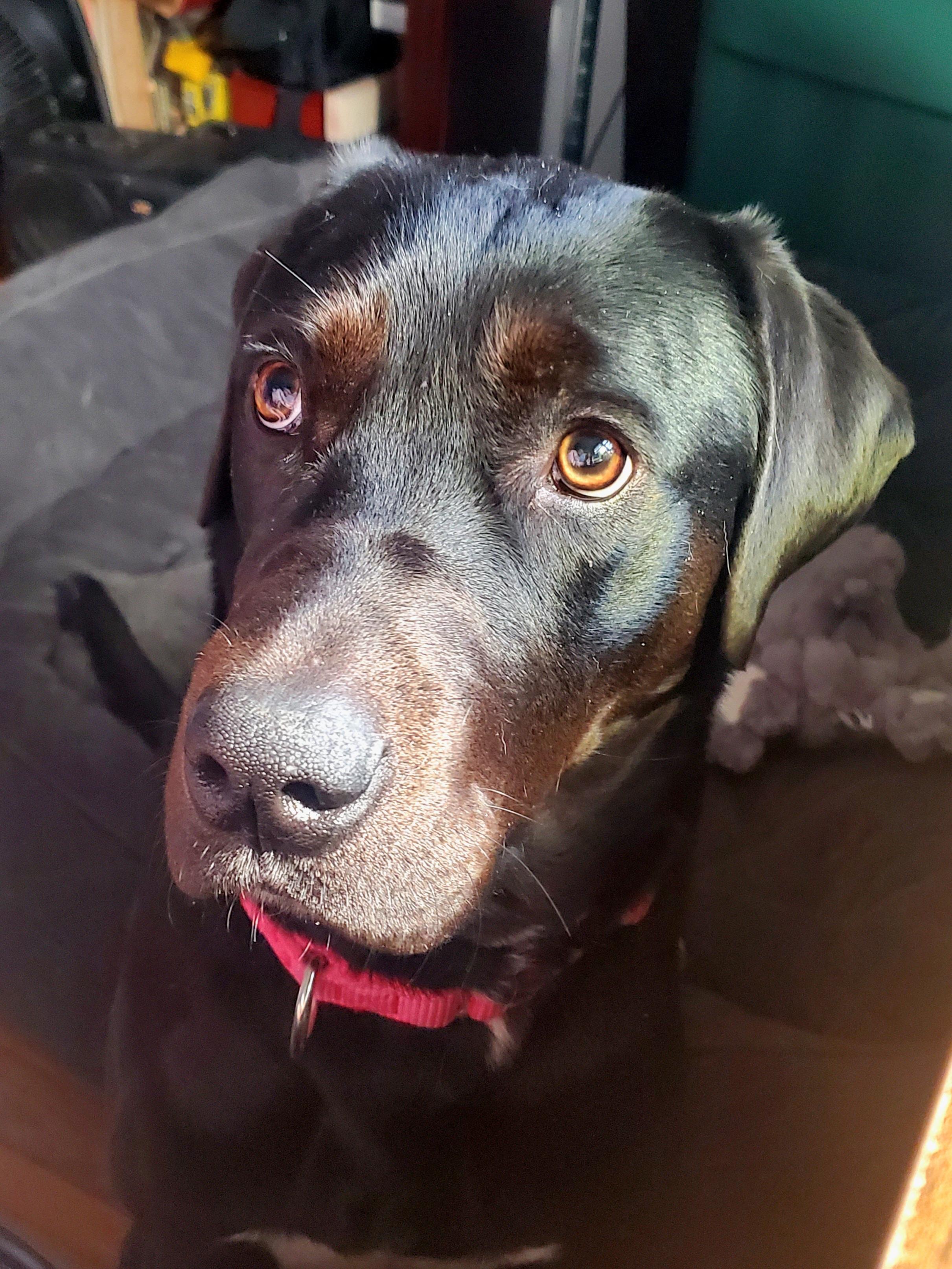 Indie, a Adoptable mixed breed in Medina, OH image 3/6