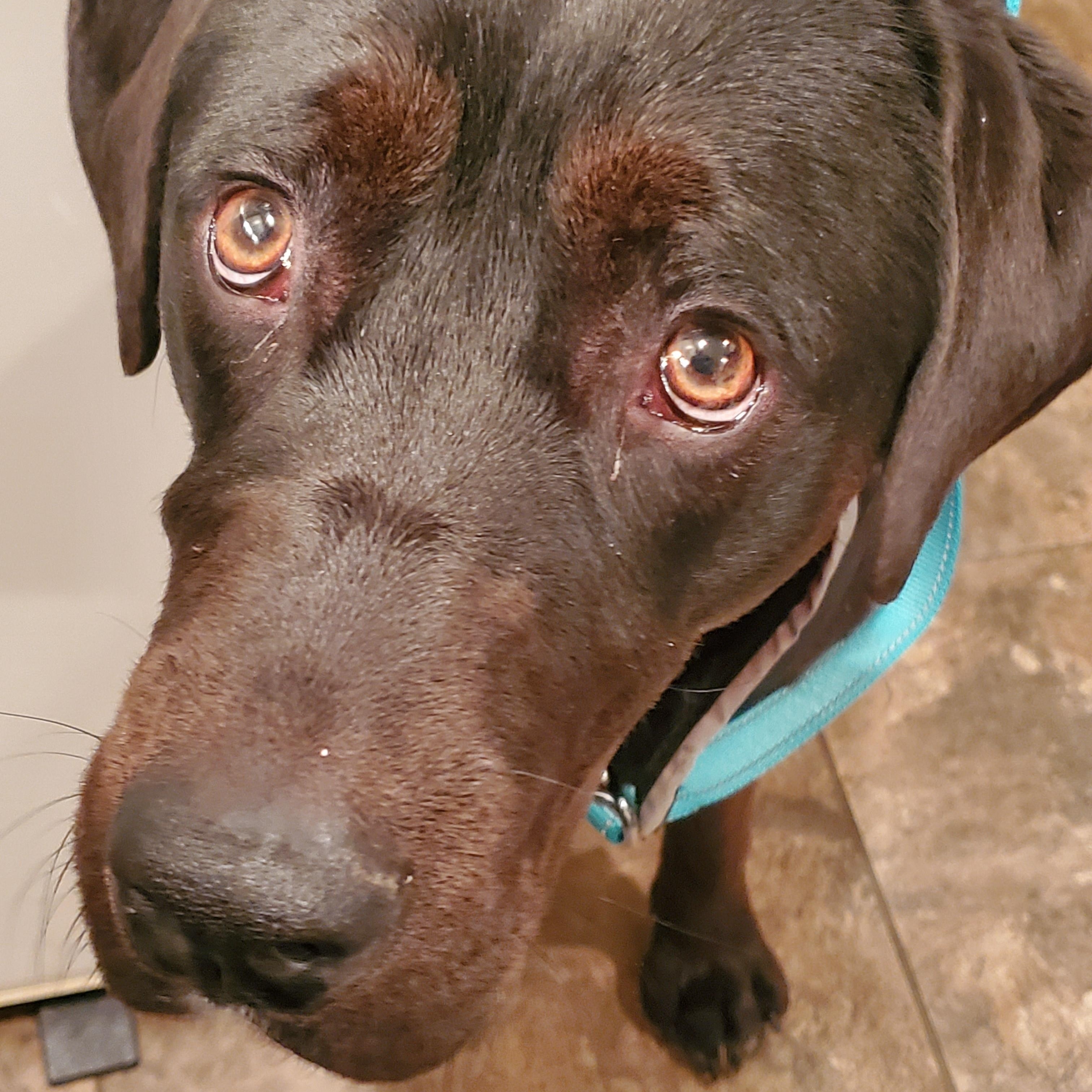 Indie, a Adoptable mixed breed in Medina, OH image 1/6