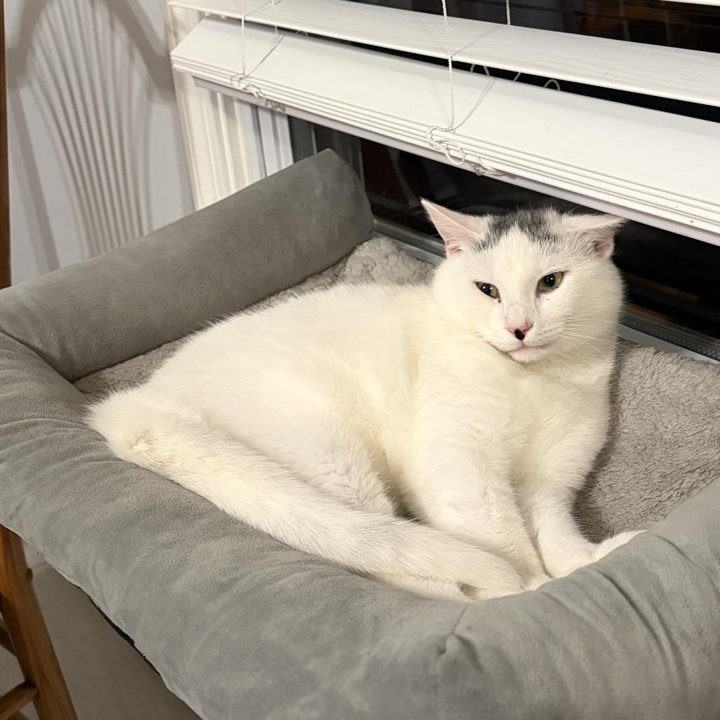 Mishi, Adoptable, Young Male Domestic Short Hair.