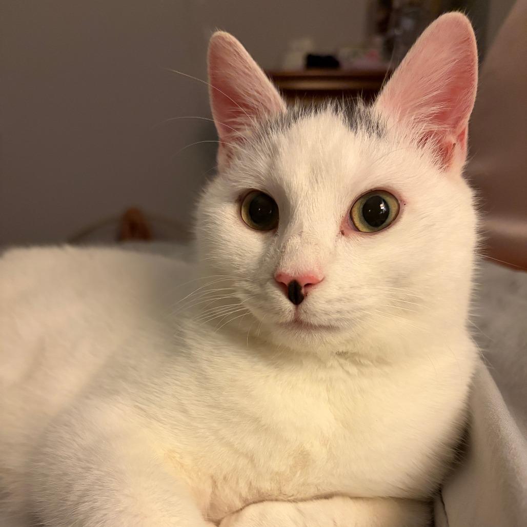 Enlarge Mishi, a Adoptable Domestic Short Hair in Westport, CT image 2/5