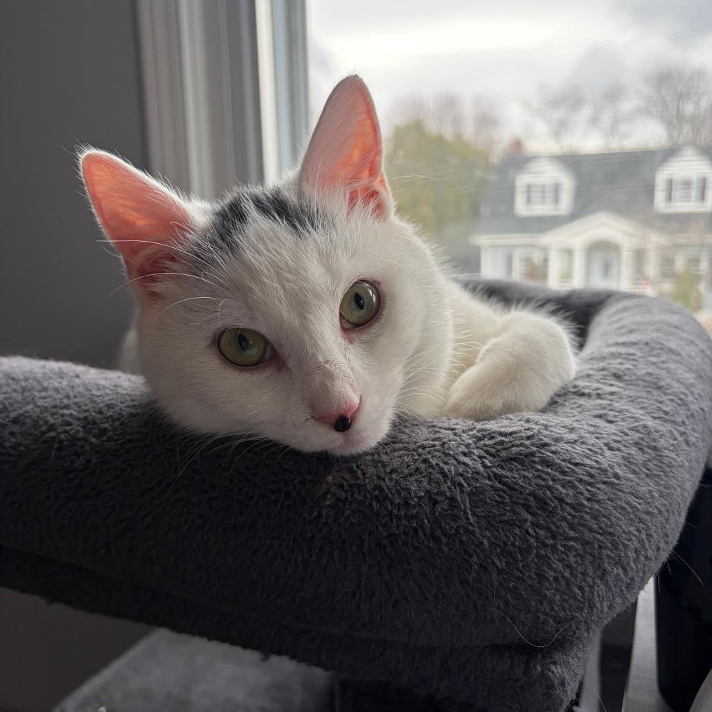 Enlarge Mishi, a Adoptable Domestic Short Hair in Westport, CT image 3/5